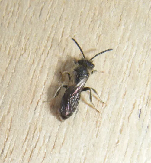 Andrena minutula - photo 8