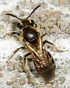 Andrena miserabilis - photo 2