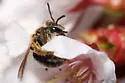 Andrena miserabilis - photo 4