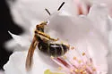 Andrena miserabilis - photo 5