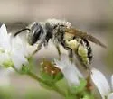 Andrena nasonii - Andrena nasonii