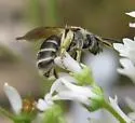 Andrena nasonii - photo 2