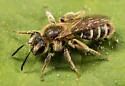 Andrena nasonii - photo 3