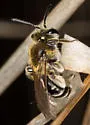 Andrena nasonii - photo 4