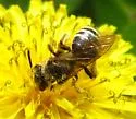 Andrena nasonii - photo 5