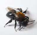 Andrena nigripes - Andrena nigripes