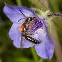 Andrena nigripes - photo 2