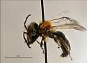 Andrena nigripes - photo 3