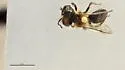 Andrena nigripes - photo 4