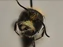 Andrena nigripes - photo 5