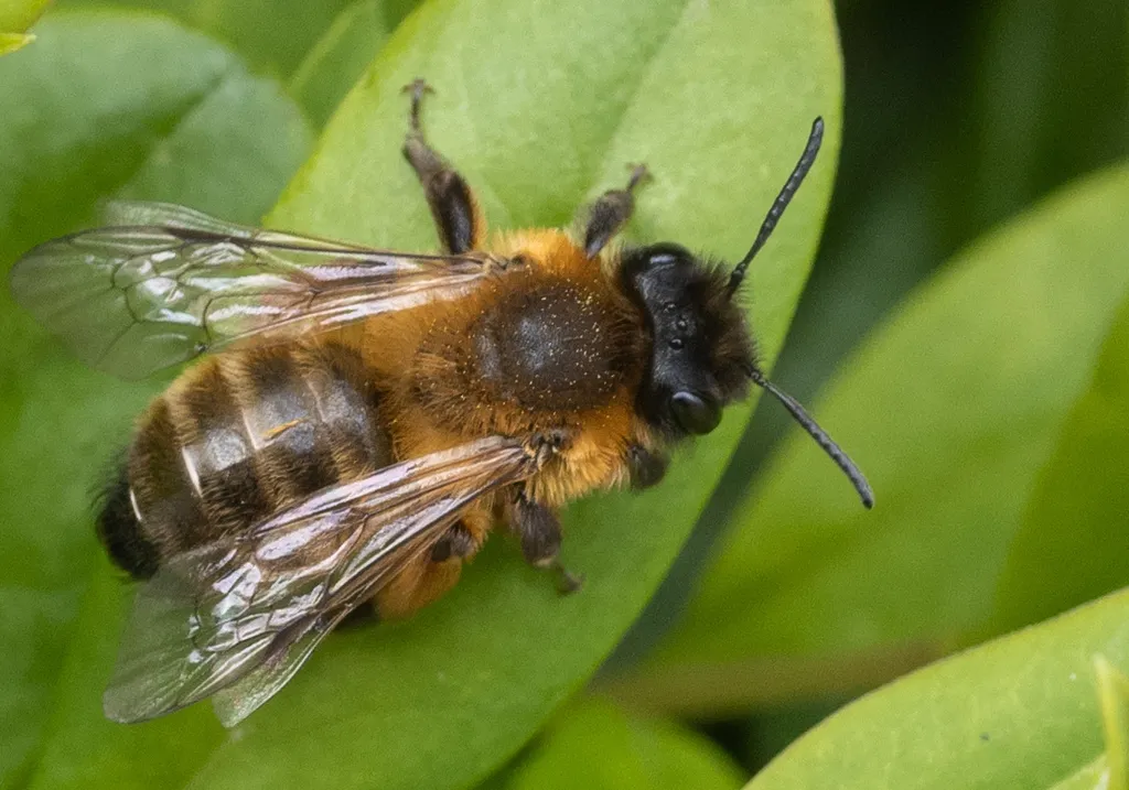 Andrena nigroaenea - photo 2