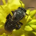 Andrena nigrocaerulea