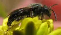 Andrena nigrocaerulea - photo 2
