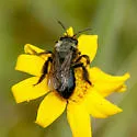 Andrena nigrocaerulea - photo 3