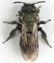 Andrena nigrocaerulea - photo 4