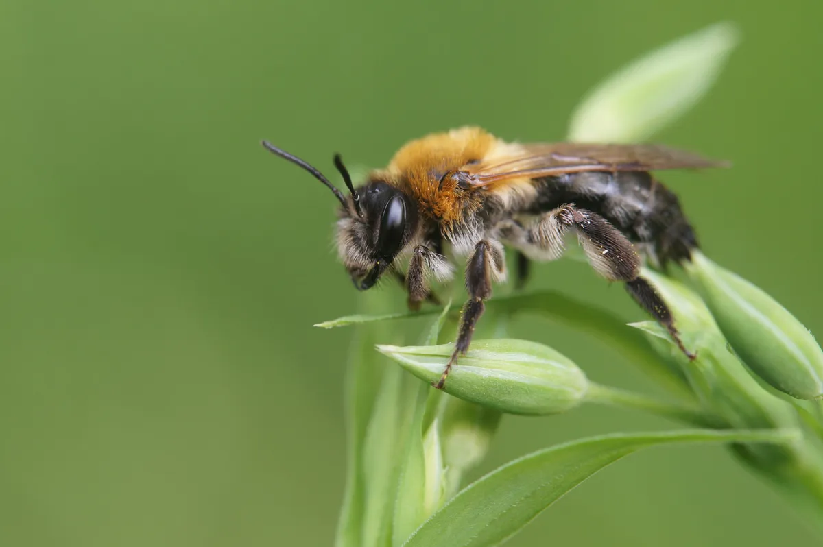 Andrena nitida - photo 3