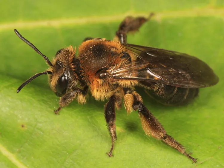 Andrena nivalis - photo 2