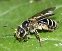 Cloudy-winged Miner Bee