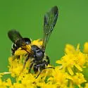 Cloudy-winged Miner Bee - photo 2
