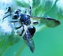 Cloudy-winged Miner Bee - photo 3