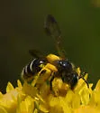 Cloudy-winged Miner Bee - photo 4