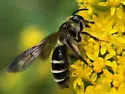 Cloudy-winged Miner Bee - photo 5