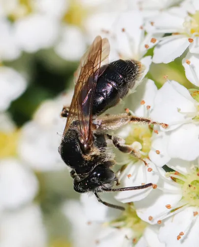 Andrena nuda - Andrena nuda