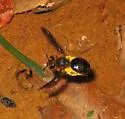 Andrena obscuripennis - photo 2