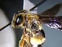 Andrena obscuripennis - photo 3