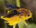 Andrena obscuripennis - photo 4