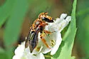 Andrena obscuripennis - photo 5