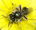 Andrena olivacea - photo 2