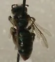 Andrena olivacea - photo 3