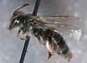 Andrena olivacea - photo 4