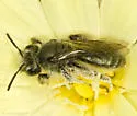 Andrena olivacea - photo 5