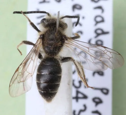 Andrena ovatula - Andrena ovatula