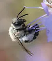 Andrena palpalis - photo 2