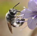 Andrena palpalis - photo 3