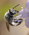 Andrena palpalis - photo 4