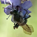 Andrena palpalis - photo 5
