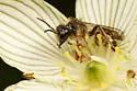 Parnassia Mining Bee - Andrena parnassiae