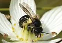 Parnassia Mining Bee - photo 2