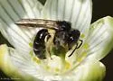 Parnassia Mining Bee - photo 3