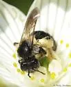 Parnassia Mining Bee - photo 4