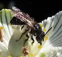 Parnassia Mining Bee - photo 5