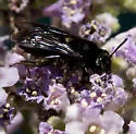 Andrena pertristis - photo 2
