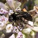 Andrena pertristis - photo 3