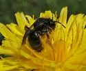 Andrena pertristis - photo 4