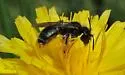 Andrena pertristis - photo 5