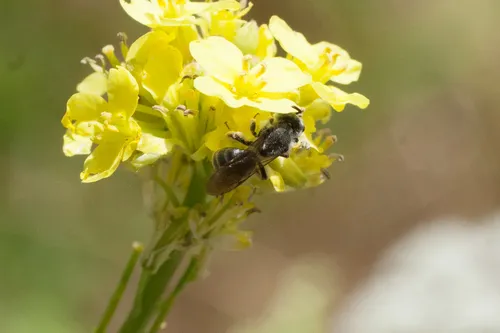 Andrena piperi - Andrena piperi